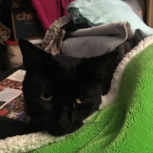 Meet your Posher, Laurie-avv